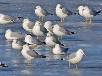 Ring-Billed Gull